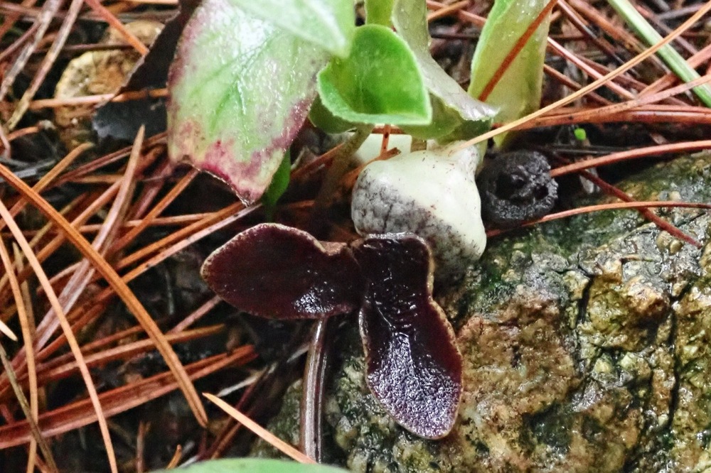 ミヤコアオイ(ウマノスズクサ科) | 見ごろの植物