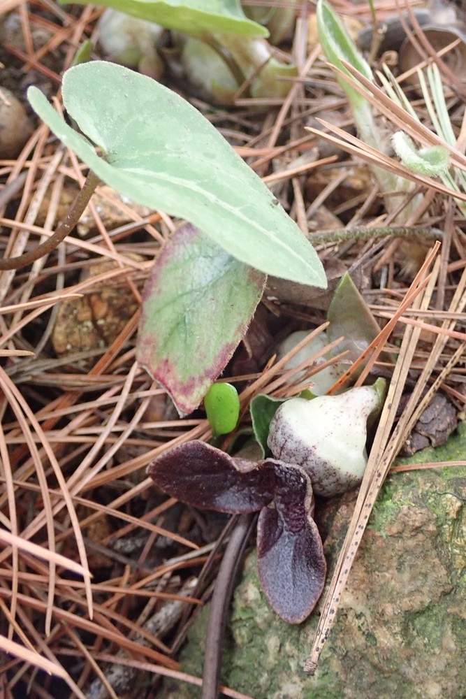 ミヤコアオイ(ウマノスズクサ科) | 見ごろの植物