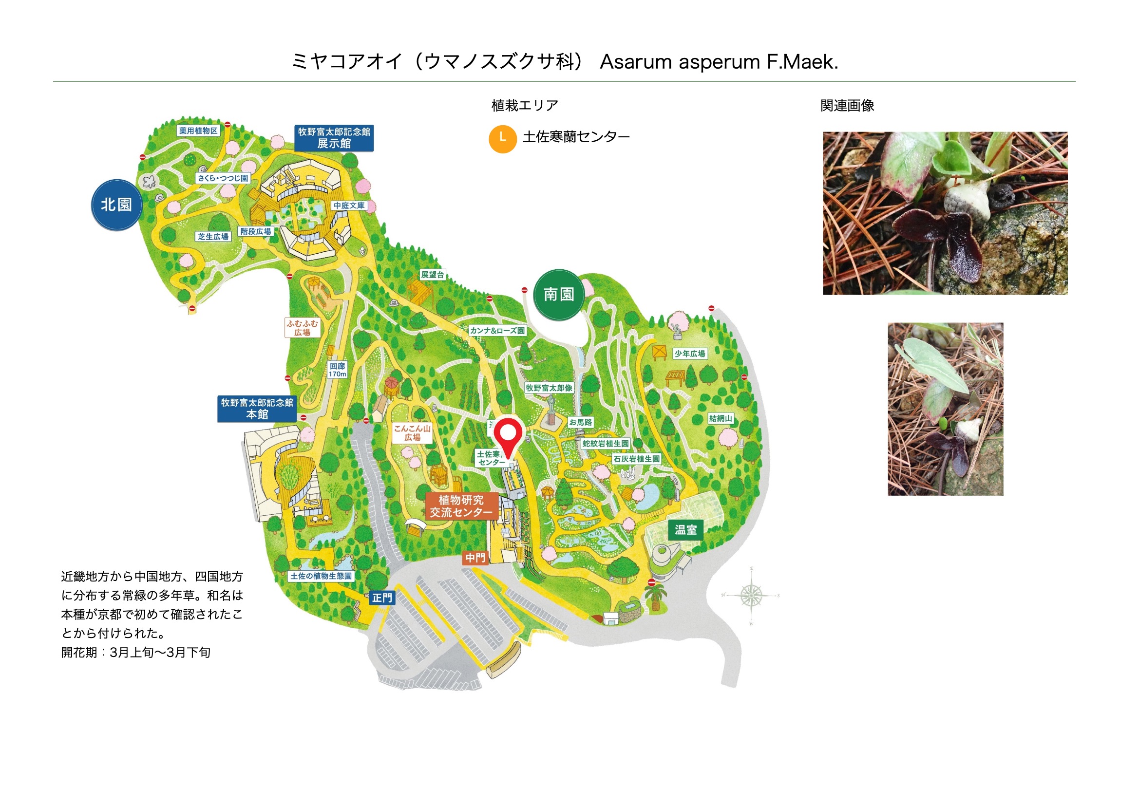 ミヤコアオイ(ウマノスズクサ科) | 見ごろの植物