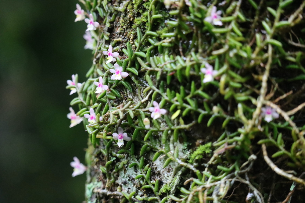 ムカデラン(ラン科) | 見ごろの植物