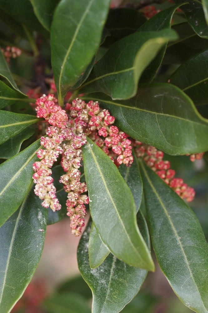 ヤマモモ(ヤマモモ科) | 見ごろの植物