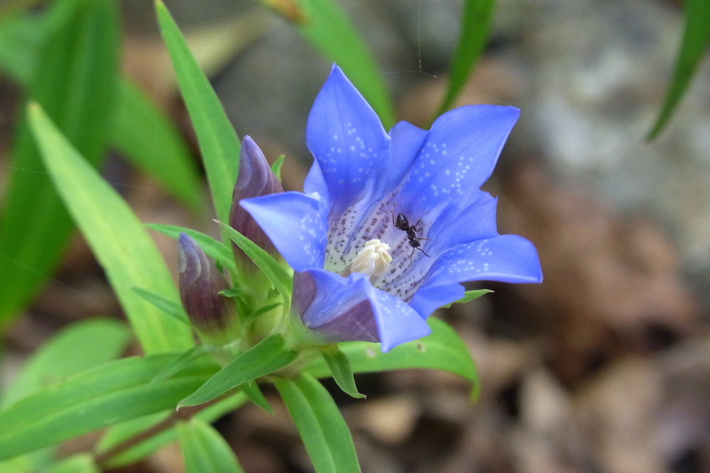 リンドウ（リンドウ科） | 見ごろの植物 