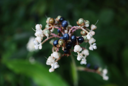 ヤブミョウガ（ツユクサ科）