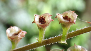 シコクチャルメルソウ（ユキノシタ科） | 見ごろの植物