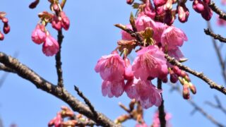カンヒザクラ琉球寒緋桜_1-