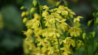 キエビネ（ラン科） | 見ごろの植物
