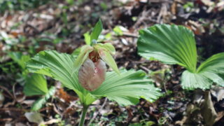 クマガイソウ（ラン科） | 見ごろの植物