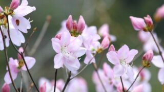 クロフネツツジ_1-320x180.jpg