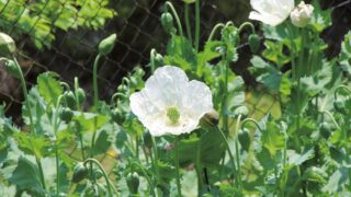 ケシ（ケシ科） | 見ごろの植物