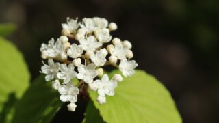 山採り　コバノガマズミ コバノガマズミ（小葉莢蒾・ガマズミ科ガマズミ属） – 【公式】草津 落葉樹