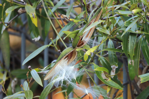 サカキカズラ（キョウチクトウ科）