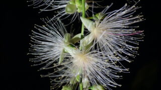 琉球の樹木　サガリバナ（白花個体） サガリバナ_1-320x180.jpg