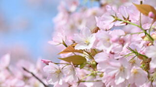 サクラ属の園芸品種仙台屋_1-