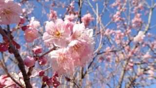 サクラ属の園芸品種'椿寒桜'（バラ科） | 見ごろの植物