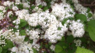 サワフタギ_1-320x180.jpg