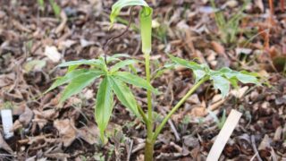 ま*ゆ様 山野草　アマギテンナンショウ　中２球　開花するかも シマテンナンショウ_1-320x180.jpg