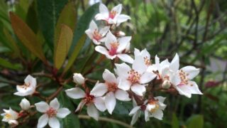 シャリンバイ（バラ科） | 見ごろの植物