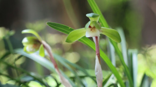 イチョウラン、ユウシュンラン シュンラン（ラン科） | 見ごろの植物