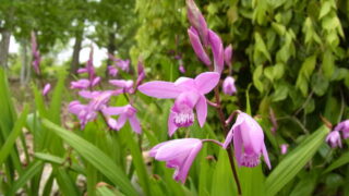 【洋書】フィリピン産ラン科植物 洋書】フィリピン産ラン科植物 本