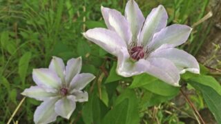 シロバナカザグルマ（キンポウゲ科） | 見ごろの植物