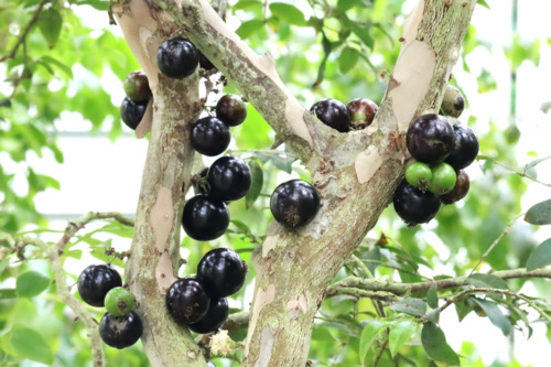 ジャボチカバ（フトモモ科）