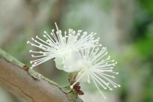 ジャボチカバ（フトモモ科）