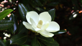タイサンボク（モクレン科） | 見ごろの植物