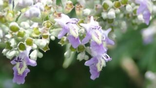 タイワンニンジンボク（シソ科） | 見ごろの植物