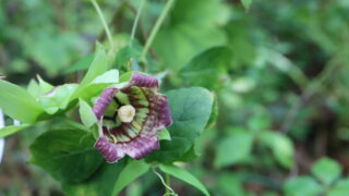 ツルニンジン（キキョウ科） | 見ごろの植物