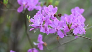 トサノミツバツツジ（ツツジ科） | 見ごろの植物