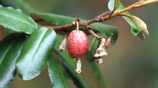 ナワシログミ（グミ科） | 見ごろの植物