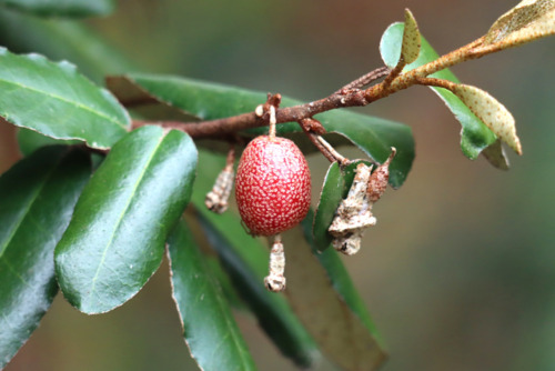 ナワシログミ（グミ科）