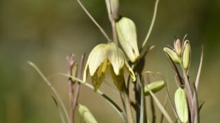 バイモ_1-320x180.jpg