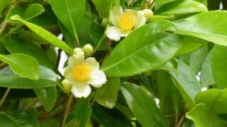 ヒサカキサザンカ（ツバキ科） | 見ごろの植物