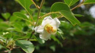 ヒメシャラ（ツバキ科） | 見ごろの植物