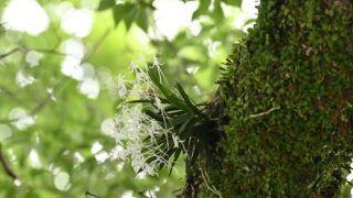 【洋書】フィリピン産ラン科植物 フウラン_1-320x180.jpg