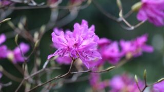ミツバツツジ（ツツジ科） | 見ごろの植物