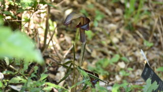 ミミガタテンナンショウ（サトイモ科） | 見ごろの植物