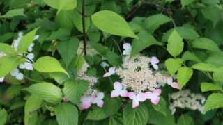 ヤマアジサイ'紅'（アジサイ科） | 見ごろの植物