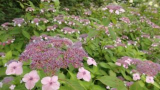 ヤマアジサイ'雅'（アジサイ科） | 見ごろの植物