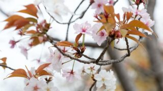 ヤマザクラ（バラ科） | 見ごろの植物