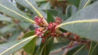 新鮮ヤマモモ中小粒8キロ ヤマモモ_3-320x180.jpg