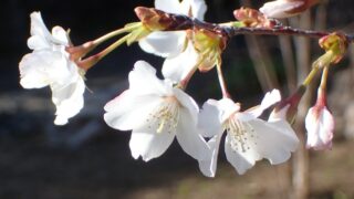ワカキノサクラ_1-320x180.jpg