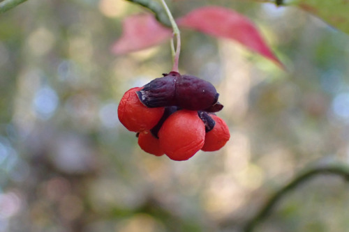 オオコマユミ（ニシキギ科）