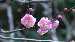 ウメ（バラ科） | 見ごろの植物