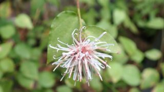 コウヤボウキ　お茶華　＊花終わり種があがってきております コウヤボウキ（キク科） | 見ごろの植物