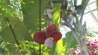 バショウ属の園芸品種（バショウ科） | 見ごろの植物