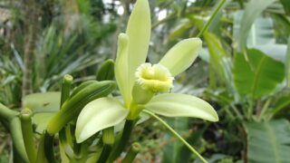 バニラ・プラニフォリア_1-