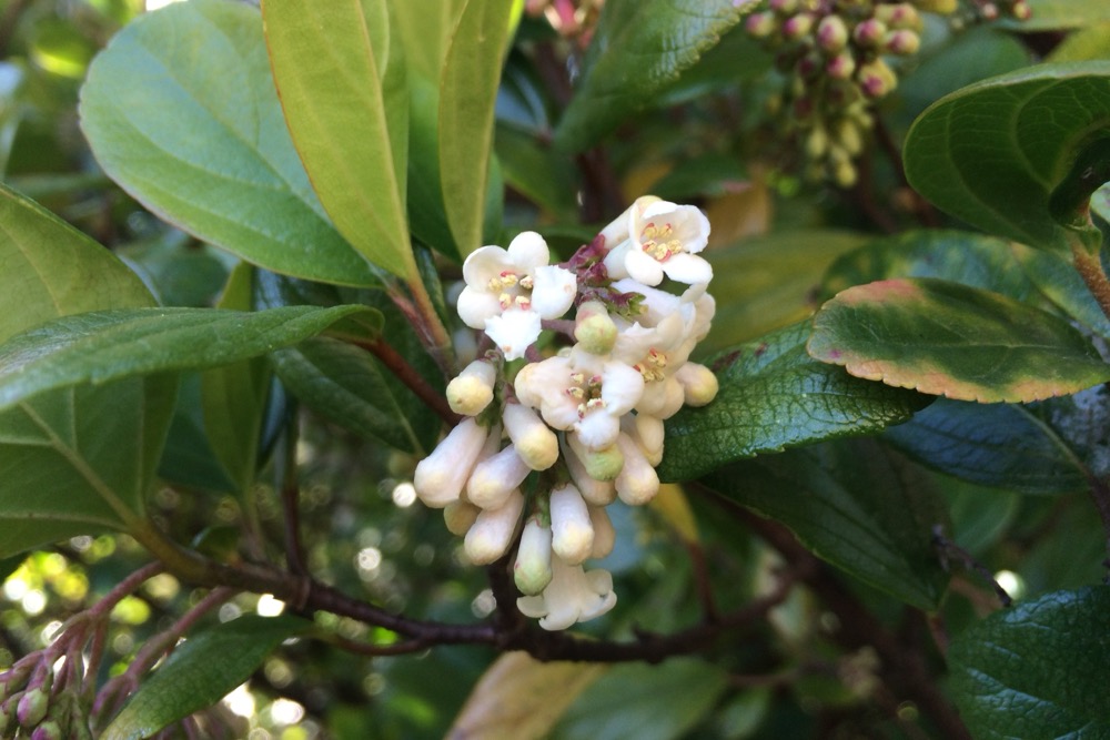 ゴモジュ（ガマズミ科） | 見ごろの植物