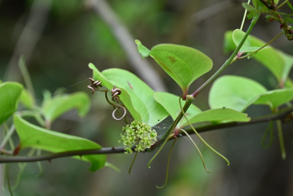 サルトリイバラ(サルトリイバラ科) | 見ごろの植物